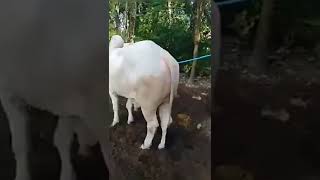 Nah Sapi Po Besar Bila Di Jadikan Qurban Daging Melimpah  Kimplah Kimplah