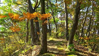Autumn Forest Walk, walking on a forest trail colored with autumn leaves,  Gangchon 4K