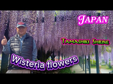 Wisteria flowers at Tamashiki Shrine Japan 2026