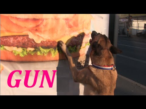 Agressivité Malinois ou dominance ? malinois german shepherd mix