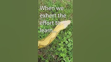 Reticulated Pythons Aren