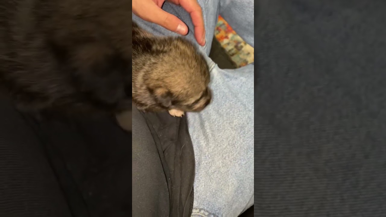 10 Day Old Wolf Dog Puppies! 