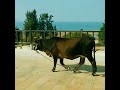 真散步影片。金門縣烈嶼鄉 (小金門) 的牛散步 Kinmen Walker ? Cattle in Kinmen Lieyu, Taiwan／#shorts