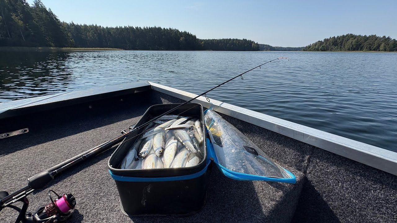 KAIP PAVYKO PAGAUTI 166 SELIAVAS PER 150 MIN 2025 #59