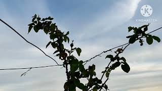 Çardak (Asma) gülü aldıktan sonra ekimi, gelişimi, bağlaması tomurcukları ve bir aylık gelişimi