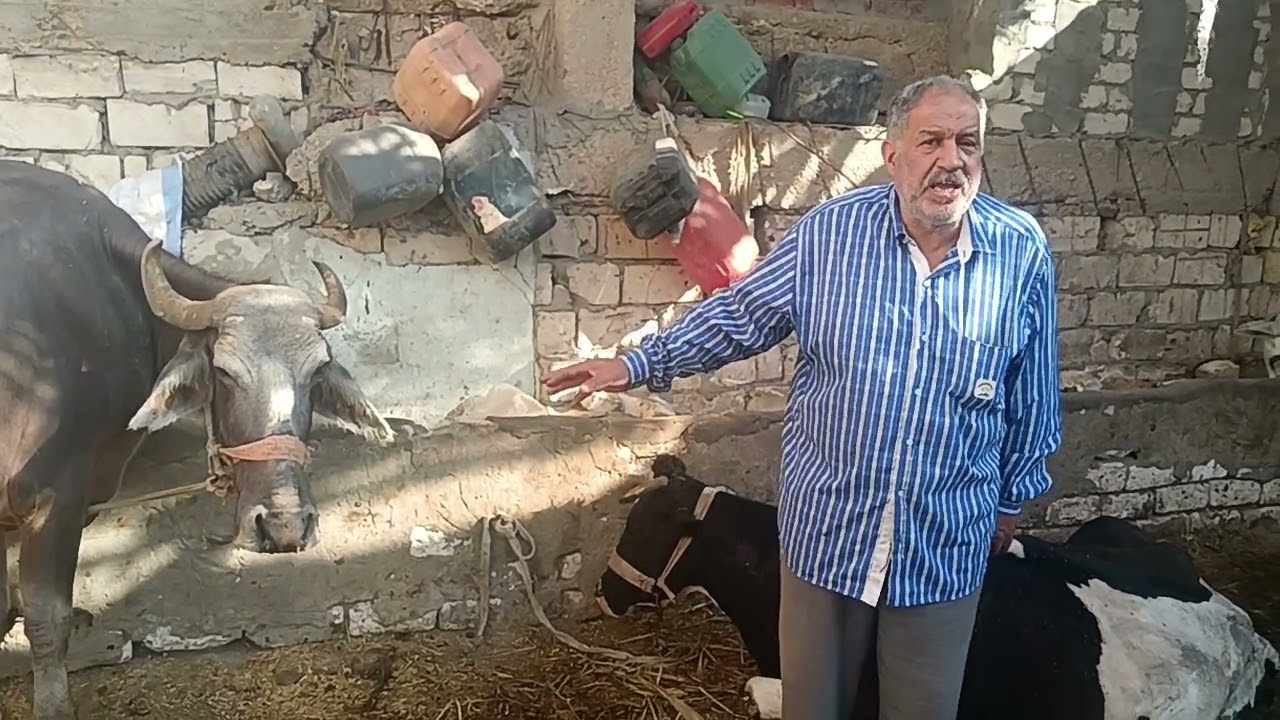 لقاء مع الدكتور عامر وحلقه مهمه جدا جدا عن جميع مايخص مرض الحمي القلاعيه اسباب واعراض وعلاج وتحصينات