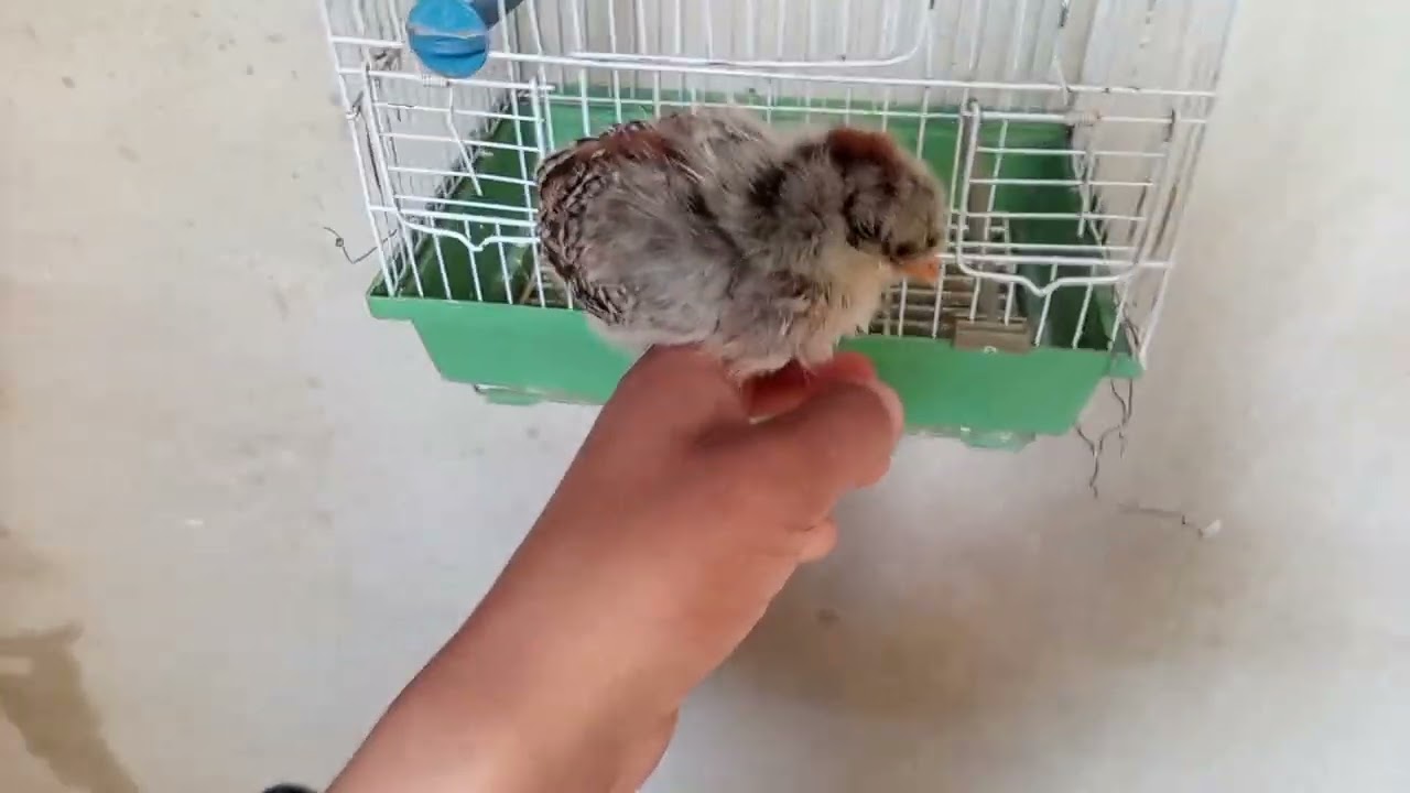 شكرااااعلى 10 🥳مشتركين و جبتلكم طير 10مشتركين😁🤩 🐤🐥❤♥️