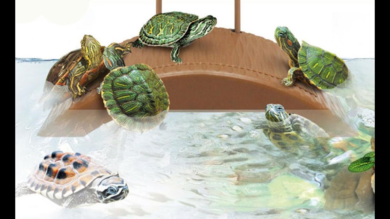 Morning routine of my turtles@turtleandfishcare - YouTube