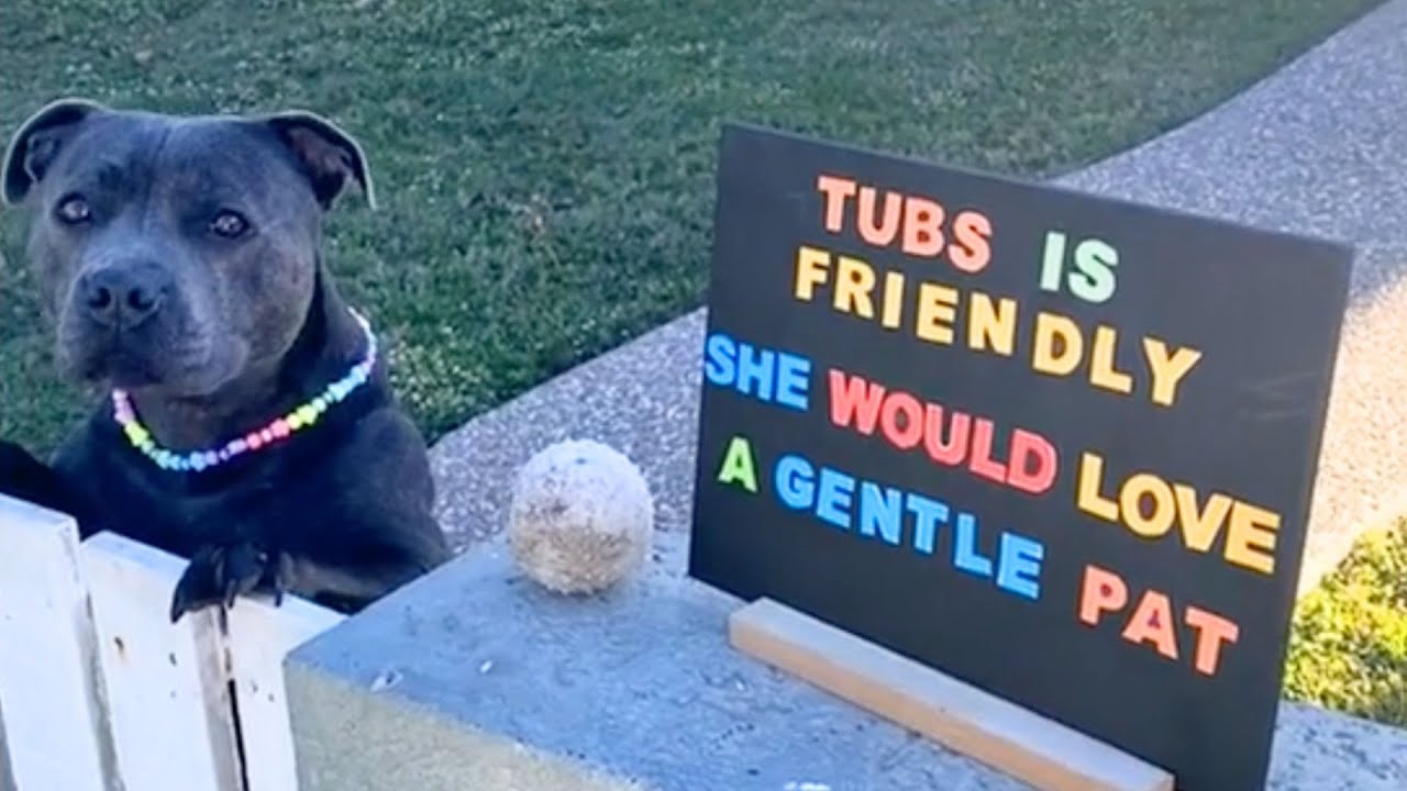 tubs-la-staffy-que-uni-a-un-vecindario-youtube