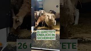 26 gerettete Schafe und Ziegen: Ankunft in unserem Schafhof