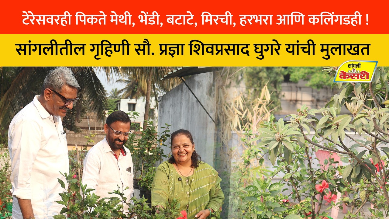 टेरेसवरही पिकते मेथी, भेंडी, बटाटे, मिरची, हरभरा आणि कलिंगडही !