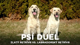 Duel - Zlatý retrívr vs Labradorský retrívr - Tlapka TV