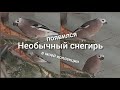 Мутация снегиря