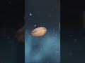 タライに湧いたカイミジンコ
