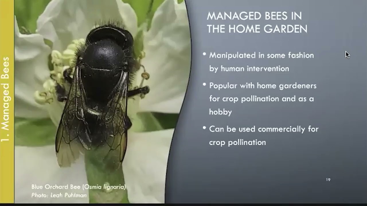 Ten Proven Ideas for a Bee Friendly Garden with OSU Master Gardeners 2024