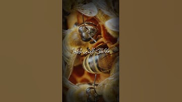 هَٰذَا خَلْقُ اللَّهِ فَأَرُونِي #المنشاوي #سورة_لقمان #قران_كريم #اكسبلور