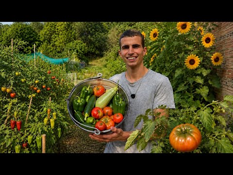 I Stopped Buying Vegetables at the Supermarket, This Is How I Grow Them for Free All Year Round