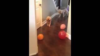 Ruby's afraid of balloons