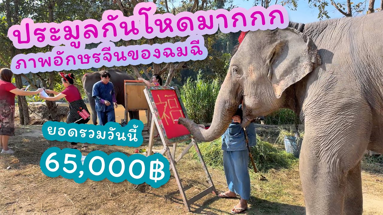 ตามติดชีวิตช้าง Daily Live 22 ม.ค. 2568 แอดเฟิร์นพาทัวร์ ปิดท้ายด้วยประมูลภาพอักษรจีนของสมศรี+ใบบวม