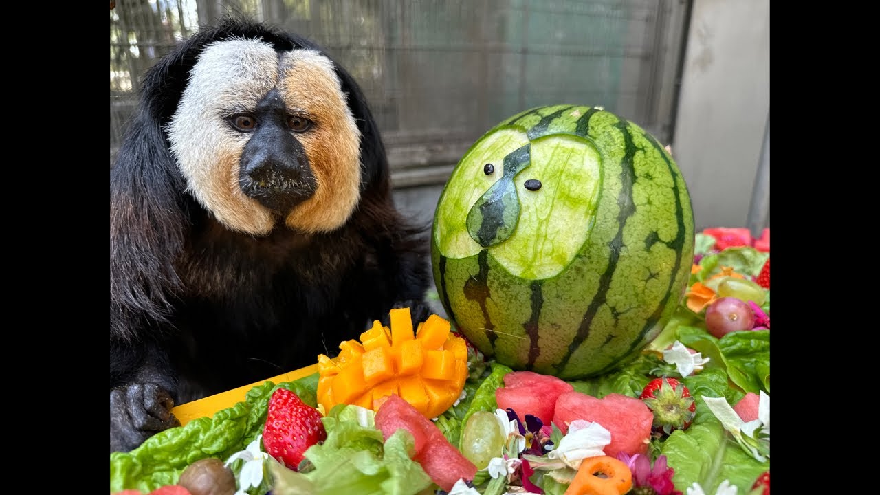 モップお誕生日2025