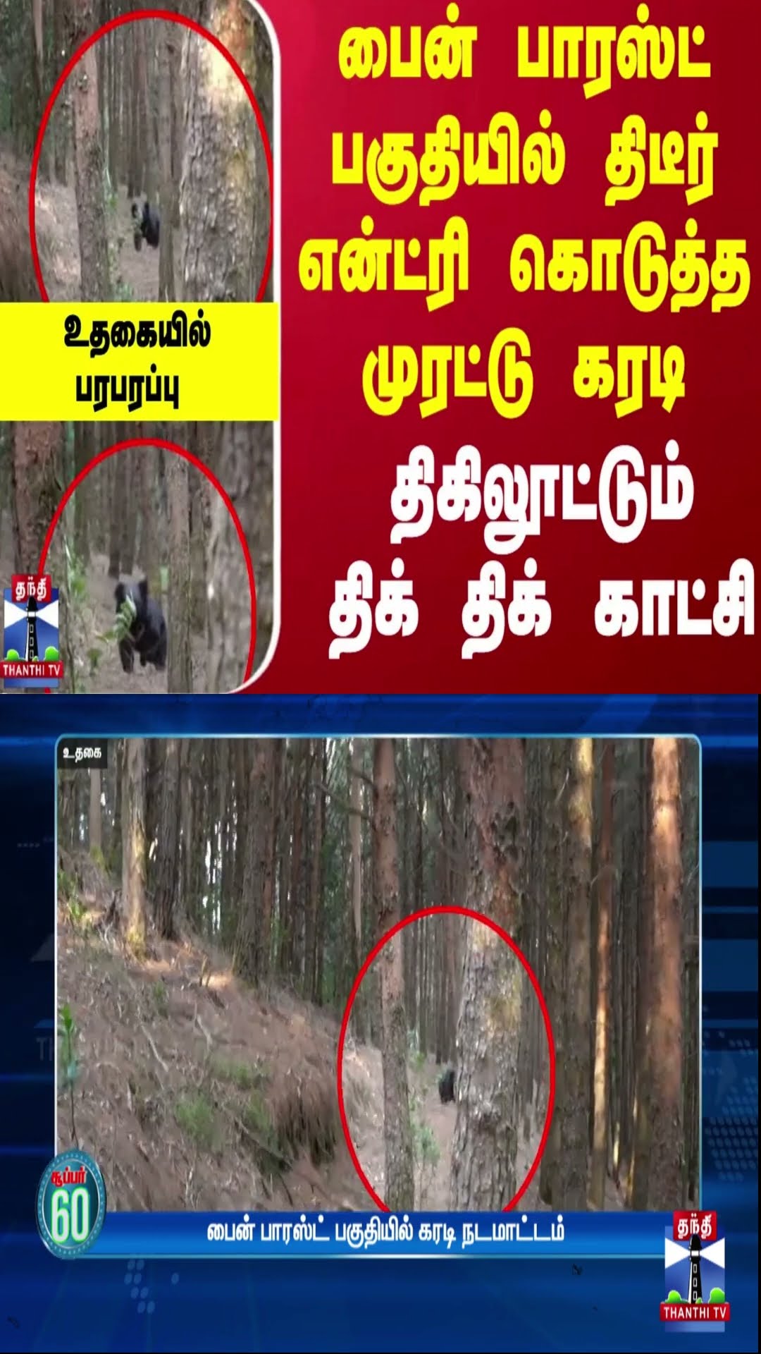 பைன் பாரஸ்ட் பகுதியில் திடீர் என்ட்ரி கொடுத்த முரட்டு கரடி  -  திகிலூட்டும்  திக் திக் காட்சி | Ooty
