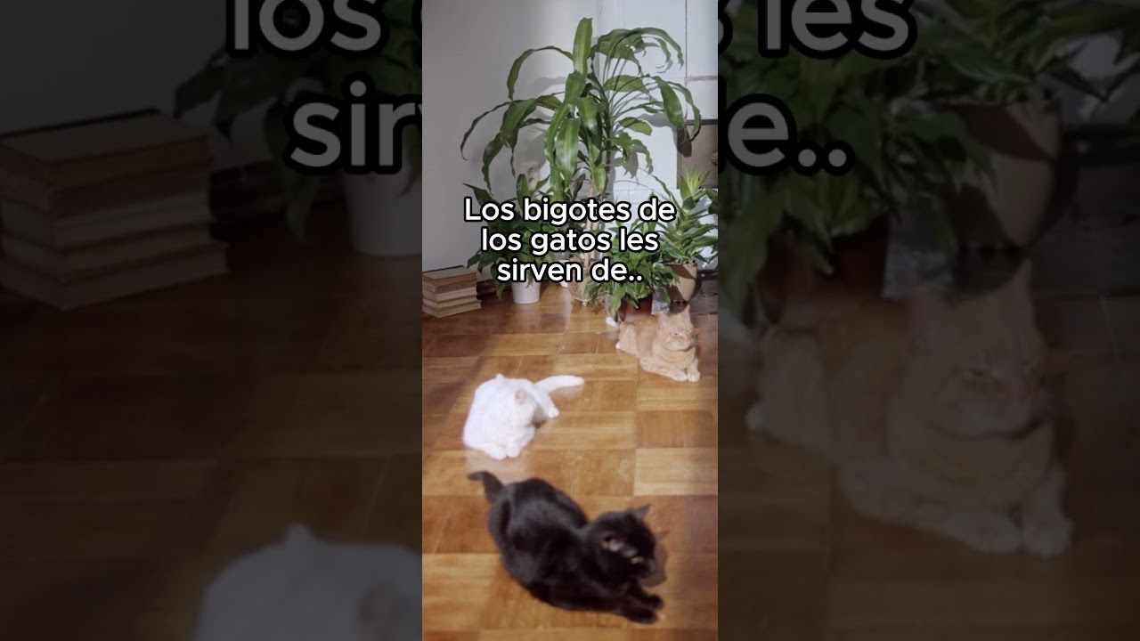 ¿SABIAS QUE? Datos curiosos. 