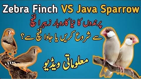 Zebra Finch Vs Java Finch || Birds Business idea/New Birds Business | Birds Point اُسامہ vlog