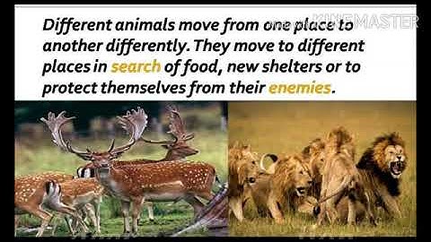 Class 3 EvS Ch-7(Animals in our lives, Reading session-3) By Aarushi Jain