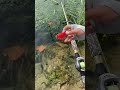 Best Fishing Rod In Cheap Rate Viralvideo Shorts Youtubeshorts Best Fishing Rod In Cheap Rate Viralvideo Shorts Youtubeshorts