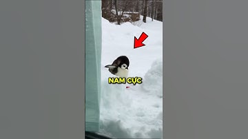 Vì sao không được chạm vào chim cánh cụt