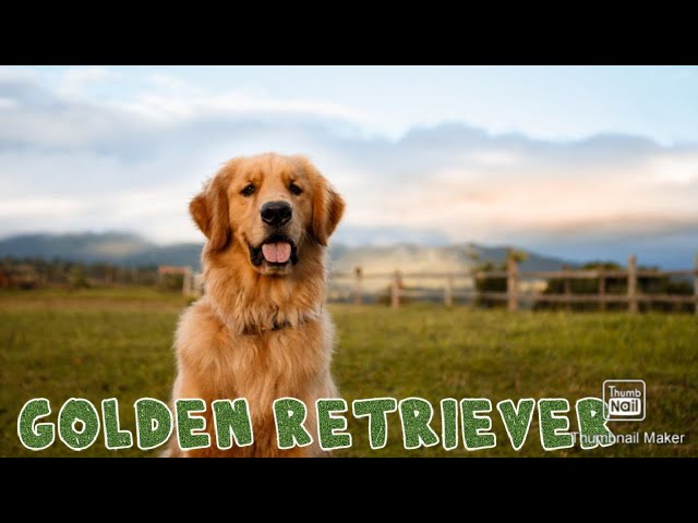 Akshay Kumar Entertainment Movie Dog, Golden Retriever, Dr Ankit  Chhibber