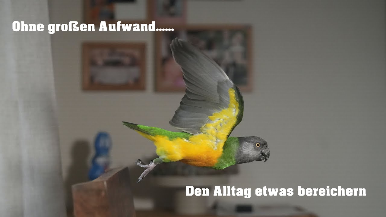 Ihren Alltag etwas bereichern.....sie wollen ja beschäftigt werden