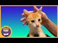 Спасённый котёнок играет с Машей и толстеет