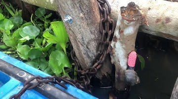 Quá trình sinh sản của loài ốc bươu vàng