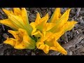 SQUASH Garden BLOSSOMS,  All WHAT you NEED to KNOW - Identify, Hand Pollinating, Harvesting, Edible.