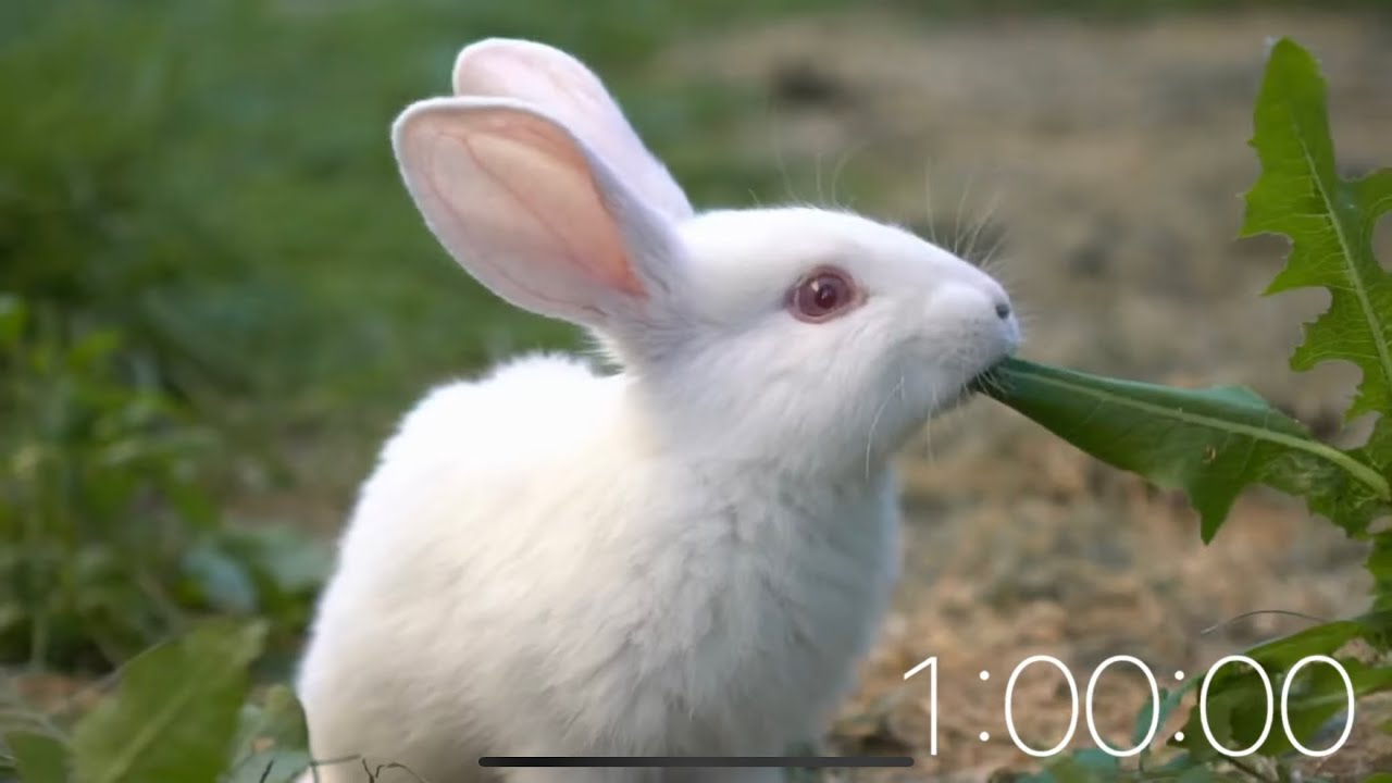 1 Hour Timer Animals (Soft Background Music) YouTube