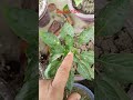 Gamle me capsicum #capsicum #garden #terracegarden #gardening #plantcare #kisan