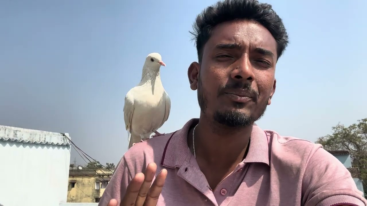 Viralkabutar#samisattipigeonclubrwpandisb 