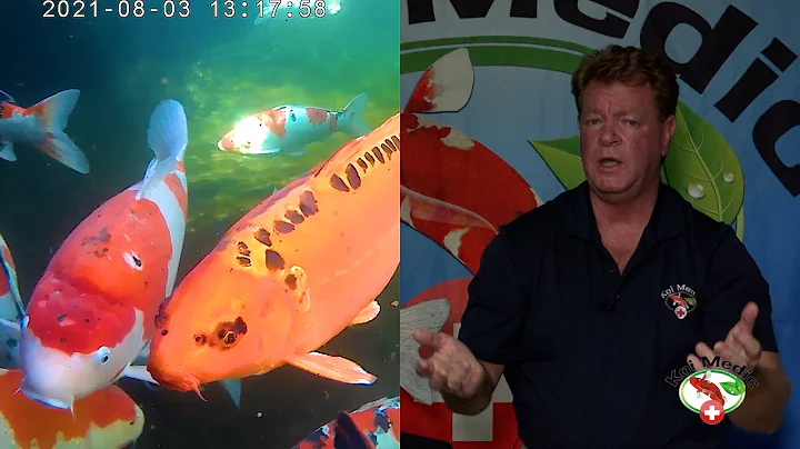 Koi Fish Education and Fun Facts about Koi Fish for Children to know - presented by the KOI Medic