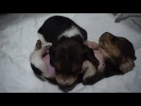 3.5-week-runt-beagle-samson-falls-asleep-and-pins-his-sister-delilah