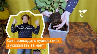 Как пересадить пуансеттию и ухаживать за ней?