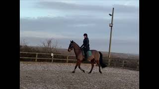 Oldhouse BlackBerry - flatwork sale video taken 20/12/2024
