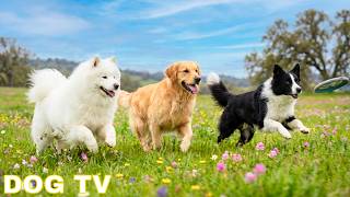 Dog Calming Music 🐕 Soothing Music for Dogs - Dog Relaxation Music for Better Sleep screenshot 2