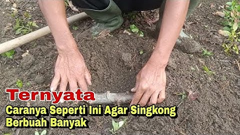 metode baru cara tanam singkong hasil melimpah - percobaan - experimen