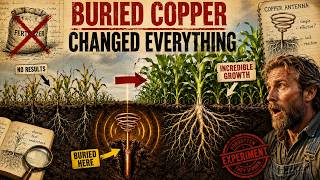 I Buried Copper in My Garden… What Happened Next Shocked Organic Gardening Experts