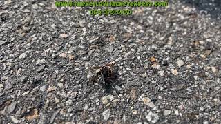 How Nature Cleans Itself | Ants Cleaning Up Dead Hornets | The YellowJacket Expert