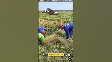 Săn Bắt Chuột Đồng Làm Hại Lúa #chuộtđồng #reviewvui #thongminh #thuthachgioihan #giaitri