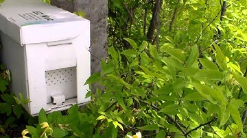 Swarm Commander Swarm Trap Update - 5 May 15