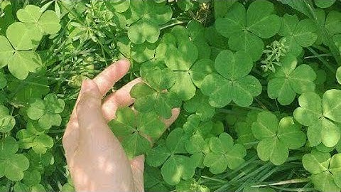 Liên quân mobile : nạp tiền quay đá quý hốt skin Điêu Thuyền tiệc bãi biển