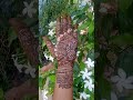 mendhi design ✨🍃#shortsvideo #bridalmehndi #youtubeshorts